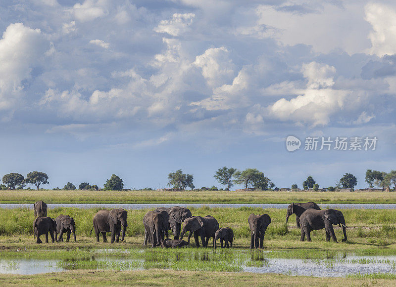 Stormclouds over African Elephant group; Chobe N.P., Botswana, Africa